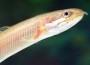 20100613-polypterus_senegalus