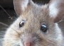 20100926-mouse 20100926-mouse