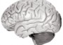 20110101_brain