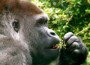 20110219_1179304_gorilla