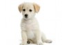 20110326_puppy