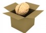 brain-in-box