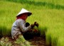 20110122_rice-rizs-asia-japan