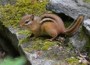 20110729-chipmunk