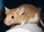 20110805-mouse-eger_2 20110805-mouse-eger_2