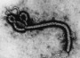 20110827-ebola