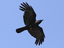 madar.bird