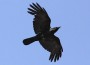madar.bird