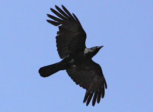 madar.bird