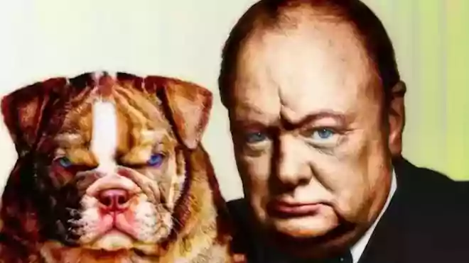 bulldog-Churchill.webp